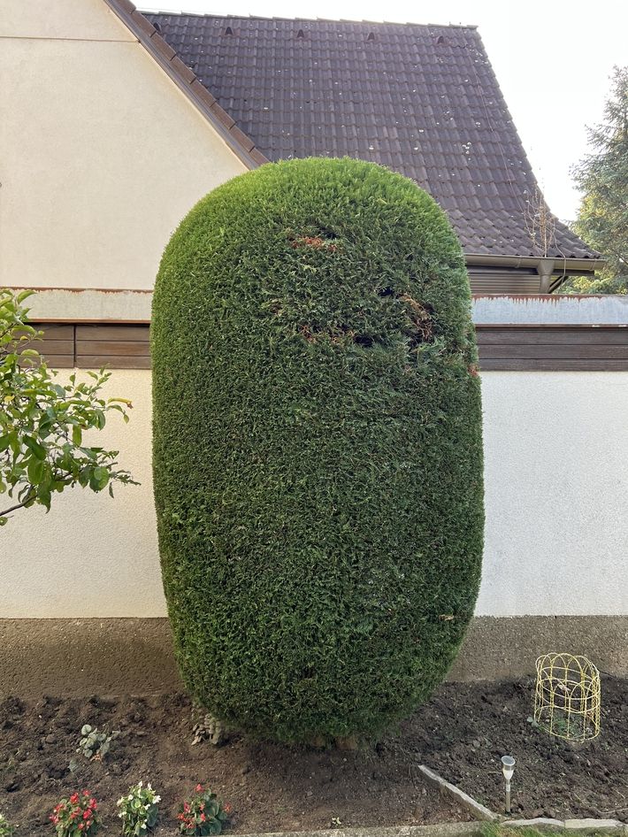 Oval geschnittener, dichter grüner Busch vor einem Haus mit weißer Wand und Dach.