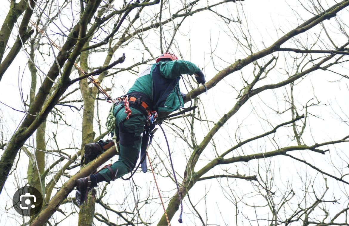 Person mit Kletterausrüstung klettert auf einem kahlen Baum