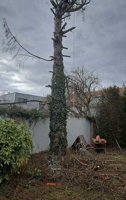 Hoher Baumstamm mit wenigen Ästen und Efeu bewachsen in einem Garten vor einer Mauer und Gebäuden